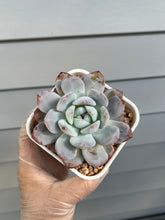 Load image into Gallery viewer, Echeveria Monroe
