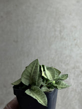 Load image into Gallery viewer, Euphorbia Francoisii Hybrid "Pastel Green"
