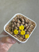 Load image into Gallery viewer, Conophytum Luiseae Small #2
