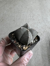 Load image into Gallery viewer, Astrophytum Myriostigma var. Quadricostatum
