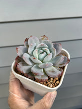 Load image into Gallery viewer, Echeveria Monroe
