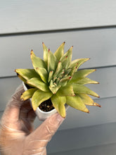 Load image into Gallery viewer, Echeveria Agavoides Maria Variegated (Crested)
