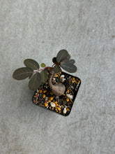 Load image into Gallery viewer, Phyllanthus Mirabilis
