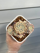 Load image into Gallery viewer, Echeveria Minima Variegated
