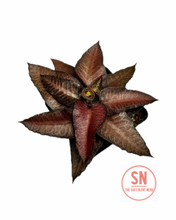 Load image into Gallery viewer, Euphorbia Francoisii Hybrid
