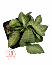 Load image into Gallery viewer, Euphorbia Francoisii Hybrid "Pastel Green"
