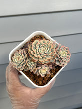Load image into Gallery viewer, Echeveria Minima Variegated
