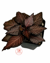 Load image into Gallery viewer, Euphorbia Francoisii Hybrid
