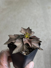 Load image into Gallery viewer, Euphorbia Francoisii Hybrid “IVY Leaf”
