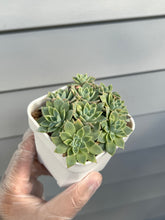 Load image into Gallery viewer, Echeveria Pansy
