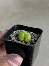 Load image into Gallery viewer, Gibbaeum Pilosulum
