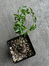 Load image into Gallery viewer, Dioscorea Sylvatica (#1)

