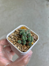 Load image into Gallery viewer, Conophytum Luiseae Small #2

