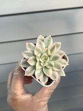 Load image into Gallery viewer, Echeveria Moon Fairy Variegated
