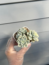 Load image into Gallery viewer, Sedum Clavatum Variegata
