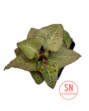 Load image into Gallery viewer, Euphorbia Francoisii "Pastel Green"

