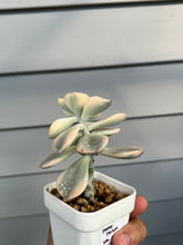 Load image into Gallery viewer, Graptopetalum Purple Delight Variegated (Gold)
