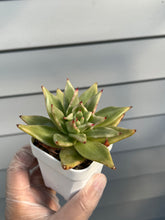 Load image into Gallery viewer, Echeveria Agavoides Maria Variegated
