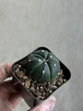Load image into Gallery viewer, Astrophytum Asterias cv. Five Ribs
