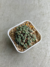 Load image into Gallery viewer, Conophytum Luiseae
