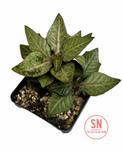 Load image into Gallery viewer, Euphorbia Francoisii Hybrid
