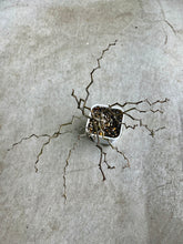 Load image into Gallery viewer, Decarya madagascariensis

