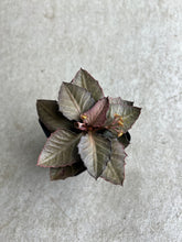 Load image into Gallery viewer, Euphorbia Francoisii "Felix"
