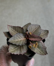 Load image into Gallery viewer, Euphorbia Francoisii "Felix"

