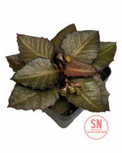 Load image into Gallery viewer, Euphorbia Francoisii "Felix"

